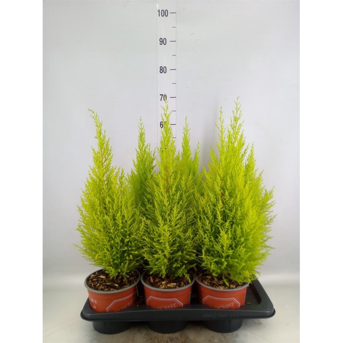 <h4>Cupressus macro. 'Goldcrest Wilma'</h4>