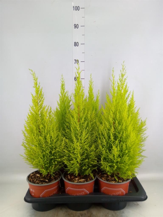 Cupressus macro. 'Goldcrest Wilma'