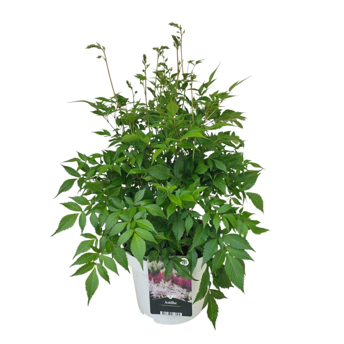 Astilbe Whashington