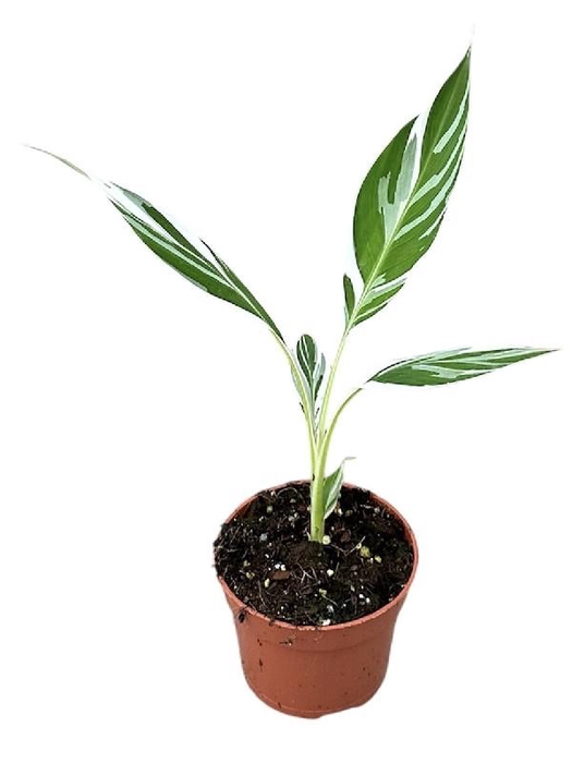 <h4>Musa Florida Variegata</h4>