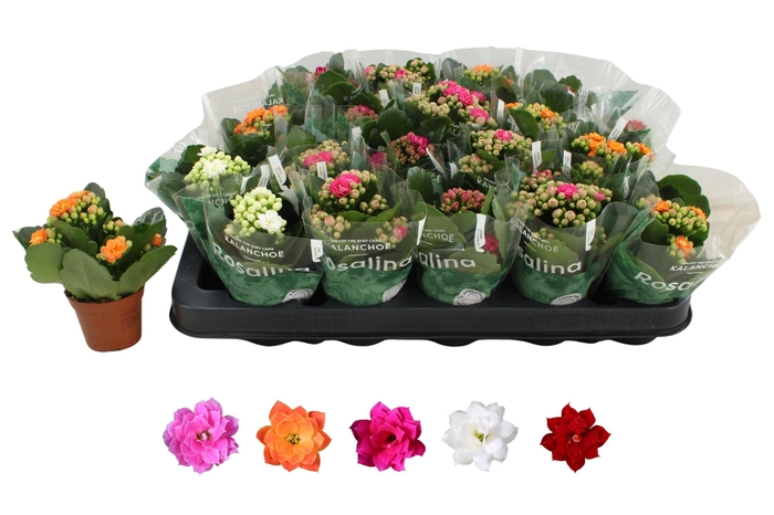 <h4>KAL GE RO GEM 5 KL</h4>