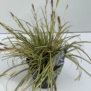 Graminées Carex 'Evergold'
