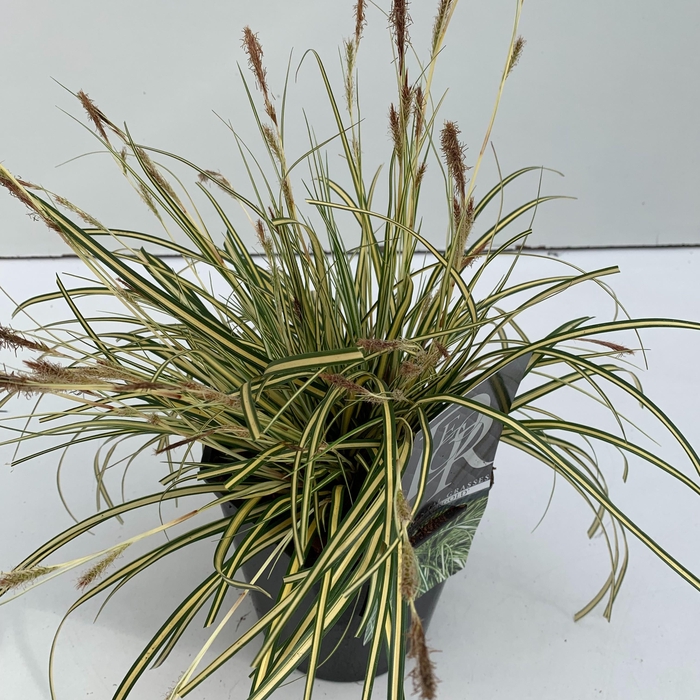 <h4>Graminées Carex 'Evergold'</h4>