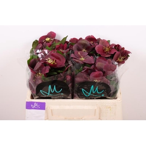 Helleborus Mammoth Red Marginpar