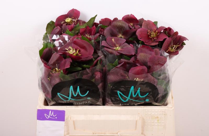 <h4>Helleborus Mammoth Red Marginpar</h4>