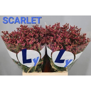 LIM SIN SCARLET DIA