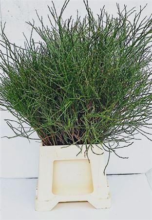 <h4>Vacc Huckleberry Bs</h4>