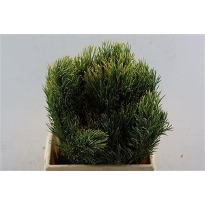 PINUS MUGO MUGO KG