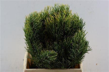 <h4>PINUS MUGO MUGO KG</h4>