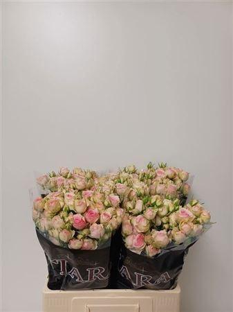 <h4>R Tr Dinara</h4>