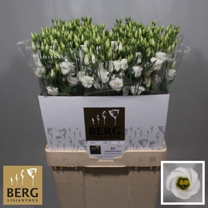 Lisianthus Piccolo White