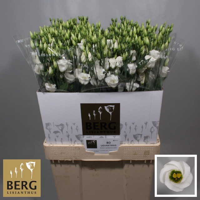 <h4>Lisianthus Piccolo White</h4>