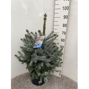 PICEA PU SUPER BLUE