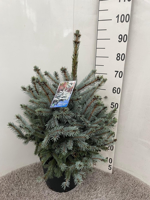 <h4>PICEA PU SUPER BLUE</h4>