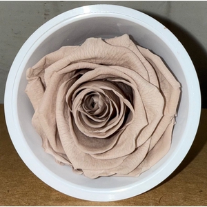 R PRESERVED MONALISA BEIGE