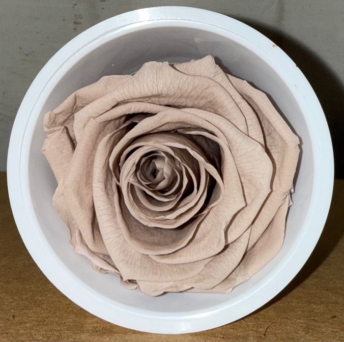 <h4>R PRESERVED MONALISA BEIGE</h4>