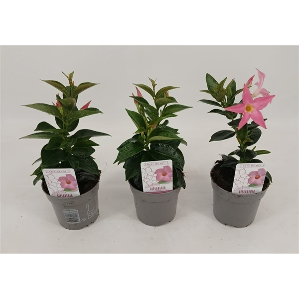 <h4>Dipladenia 'Rio' Pink</h4>