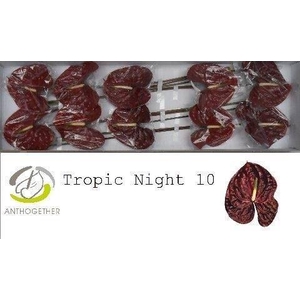 ANTH TROPIC NIGHT
