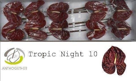 <h4>ANTH TROPIC NIGHT</h4>