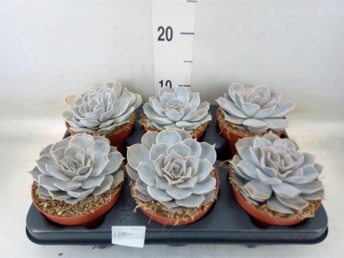 <h4>Echeveria  'Pollux'</h4>
