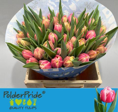 <h4>TU DU COLUMBUS</h4>