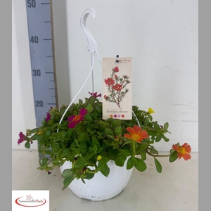 PORTULACA