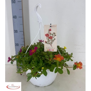 PORTULACA
