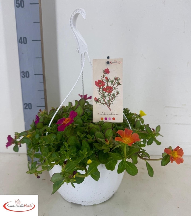 <h4>PORTULACA</h4>