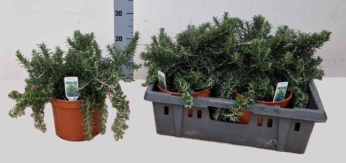 <h4>ROSMARIN OF PROSTRAT</h4>