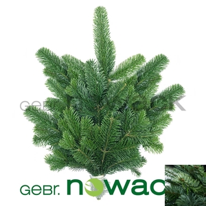 ABIES NORDMANN BS