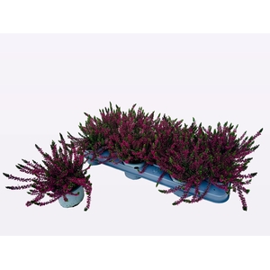 CALLU WIBOS ROT