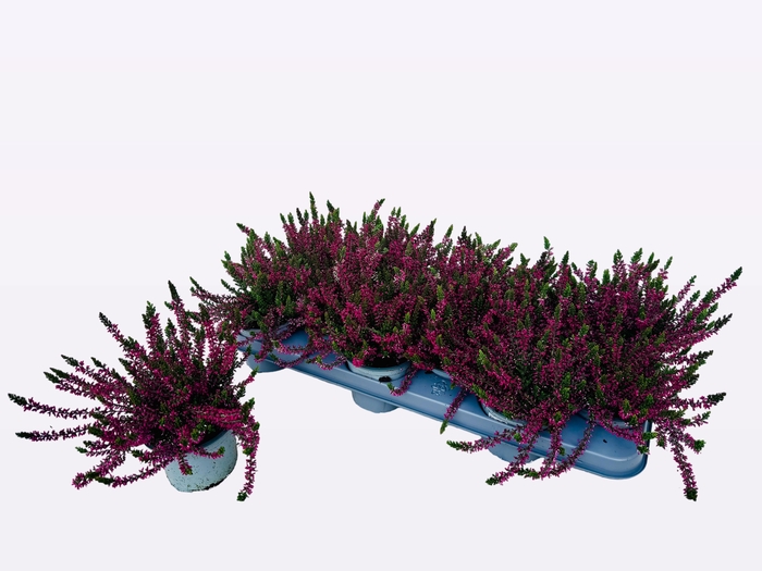 <h4>CALLU WIBOS ROT</h4>