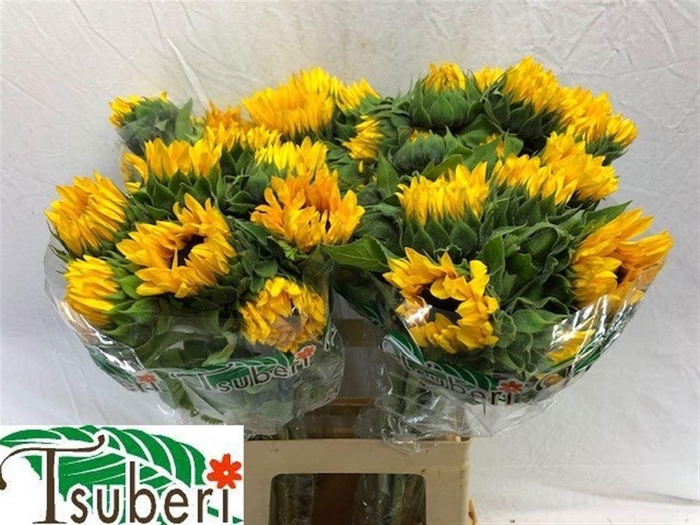 <h4>HELI ORANGE FIRE</h4>