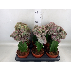 Euphorbia lactea