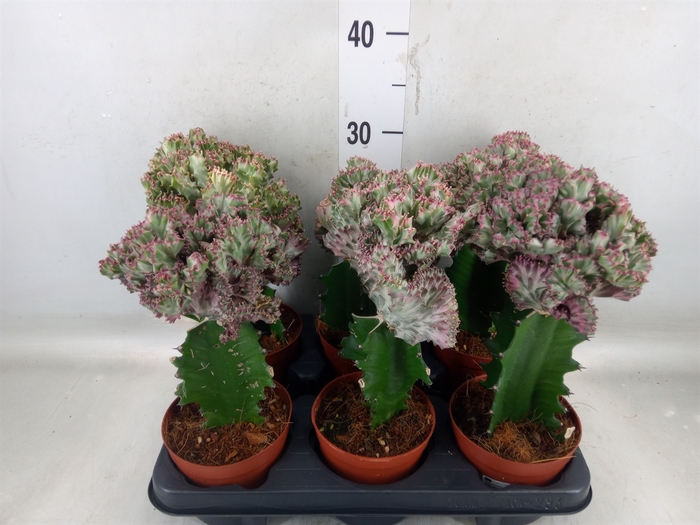 <h4>Euphorbia lactea</h4>