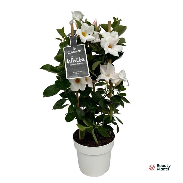 <h4>Mandevilla Sundaville White</h4>