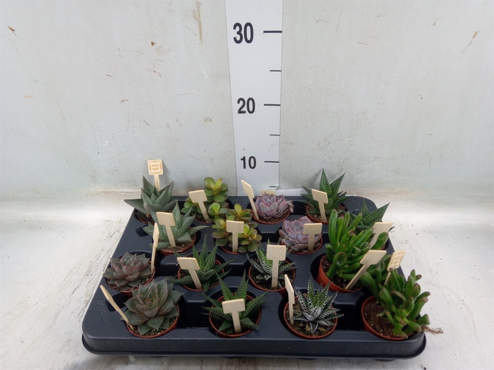 <h4>Succulents   ...mix 4</h4>