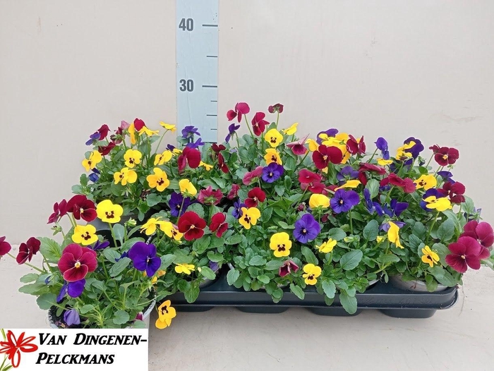 <h4>VIO CO TW GEM</h4>