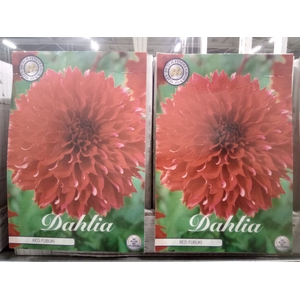 Dahlia   ...flowerbulbs