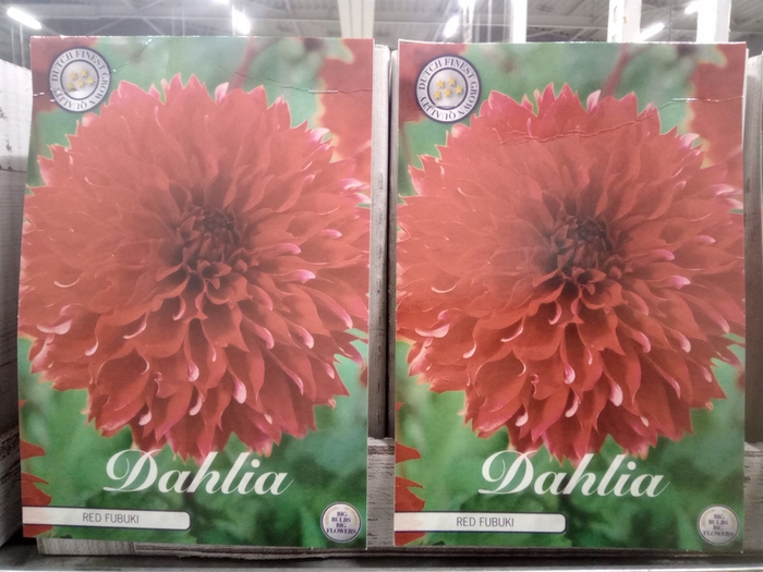 <h4>Dahlia   ...flowerbulbs</h4>