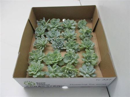 <h4>Echeveria Zonnestraal Klein X20</h4>