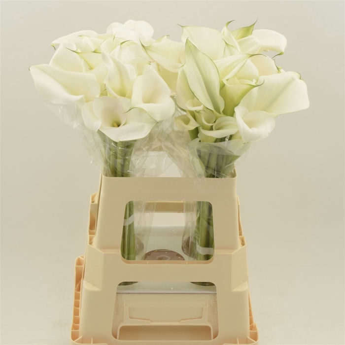 <h4>Calla Ventura | Dubbelbloemig</h4>