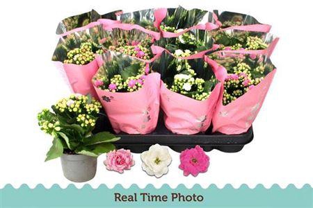 <h4>Kal Ge Gem 3 Kl</h4>