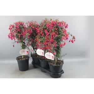 FUCHSIA OV