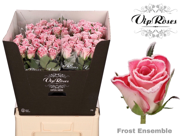 R GR FROST ENSEMBLE
