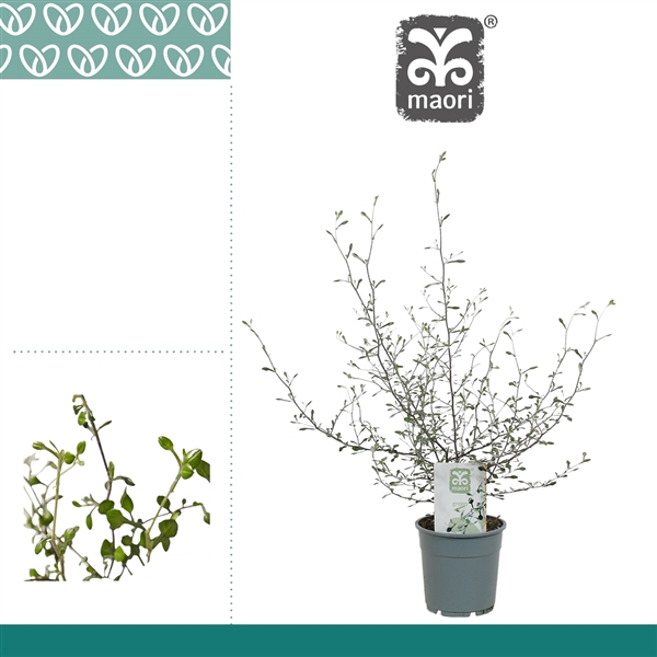 <h4>Corokia Maori Green</h4>