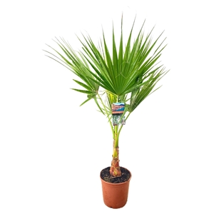 Washingtonia robusta