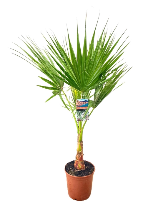 <h4>Washingtonia robusta</h4>