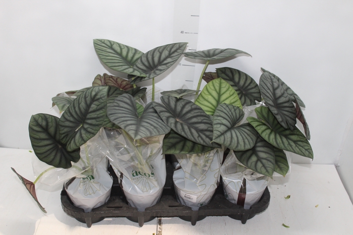 <h4>ALOCASIA DRAGON SCALE P12</h4>