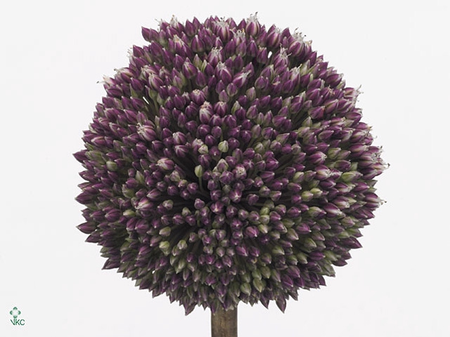 ALLIUM SUMMER DRUMME